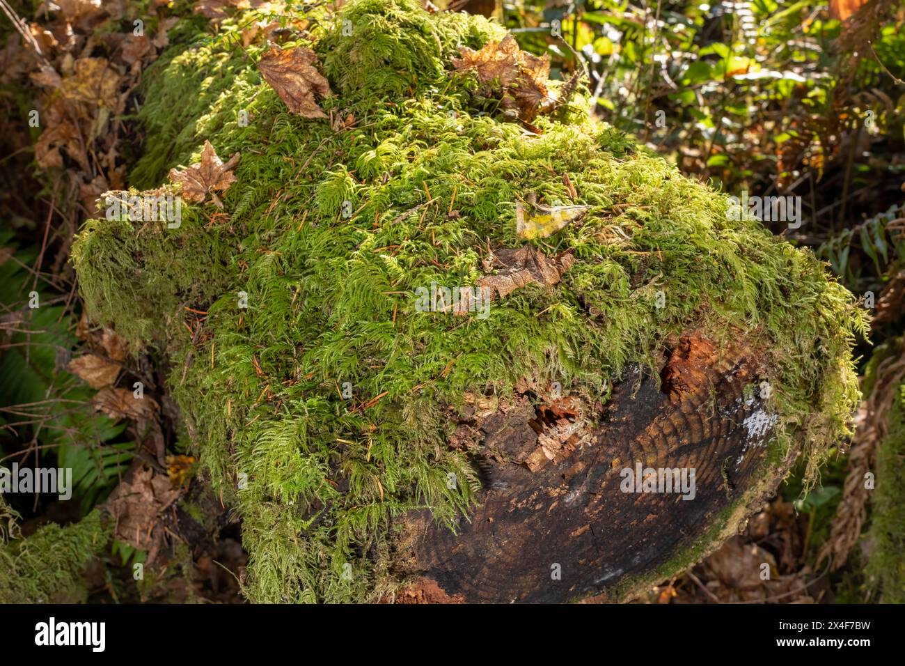 May Valley County Park, Issaquah, Washington State, USA. Moosbedeckter Stamm mit Baumringen. Stockfoto