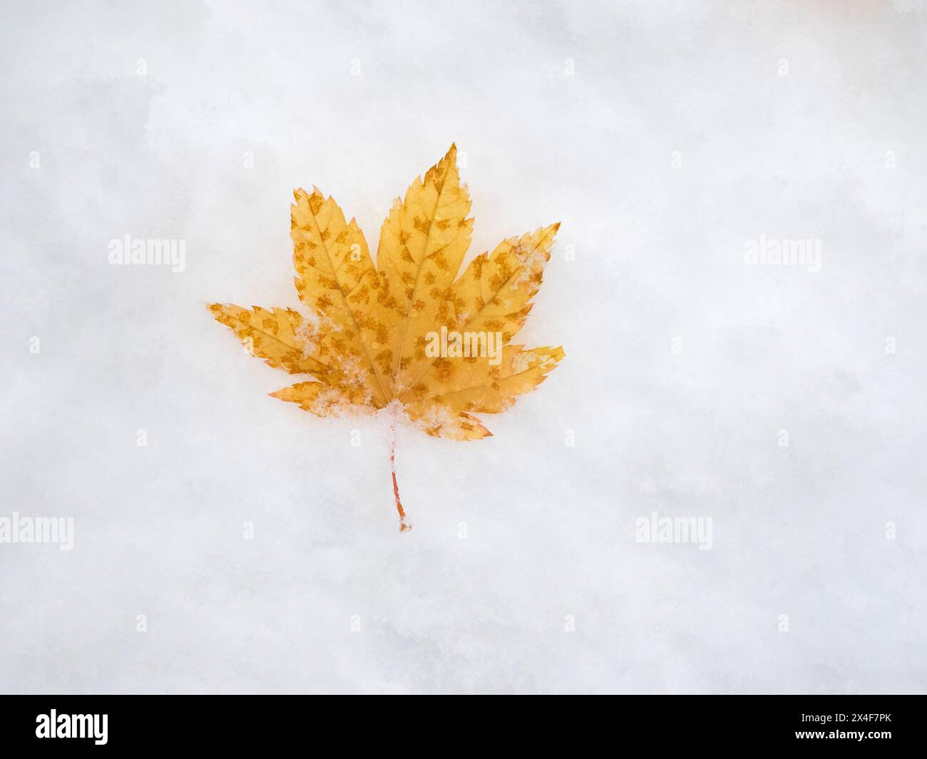 USA, Bundesstaat Washington. Zentrale Kaskaden, zartes orangefarbenes Ahornblatt auf Schnee Stockfoto