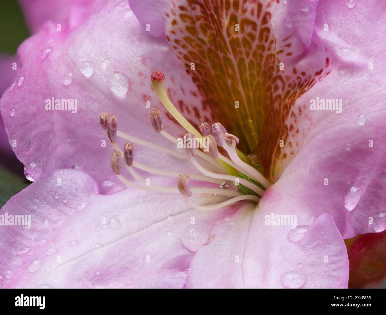 USA, Bundesstaat Washington. Rhododendron-Blüte Stockfoto