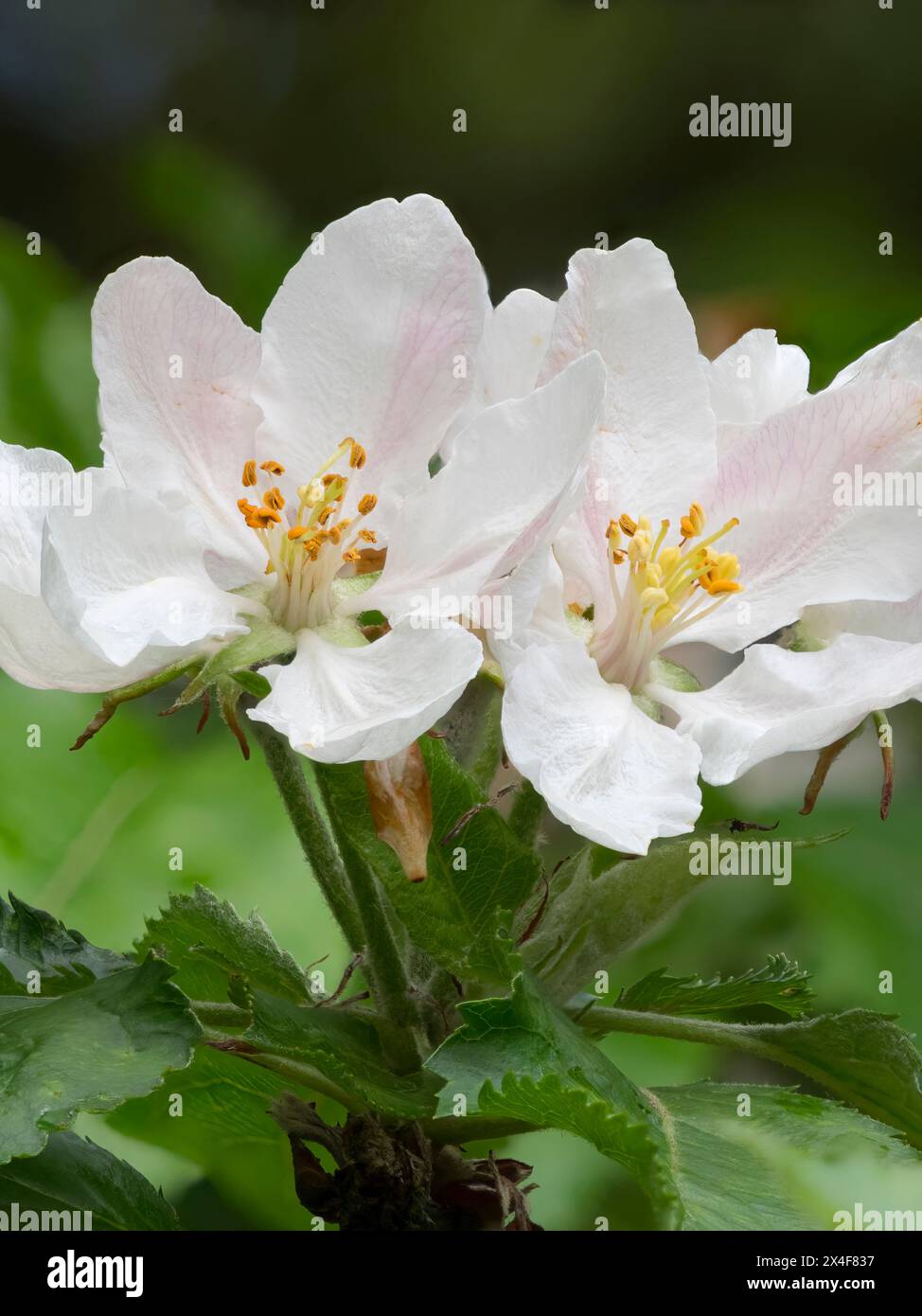 USA, Bundesstaat Washington. Rhododendron-Blüte Stockfoto