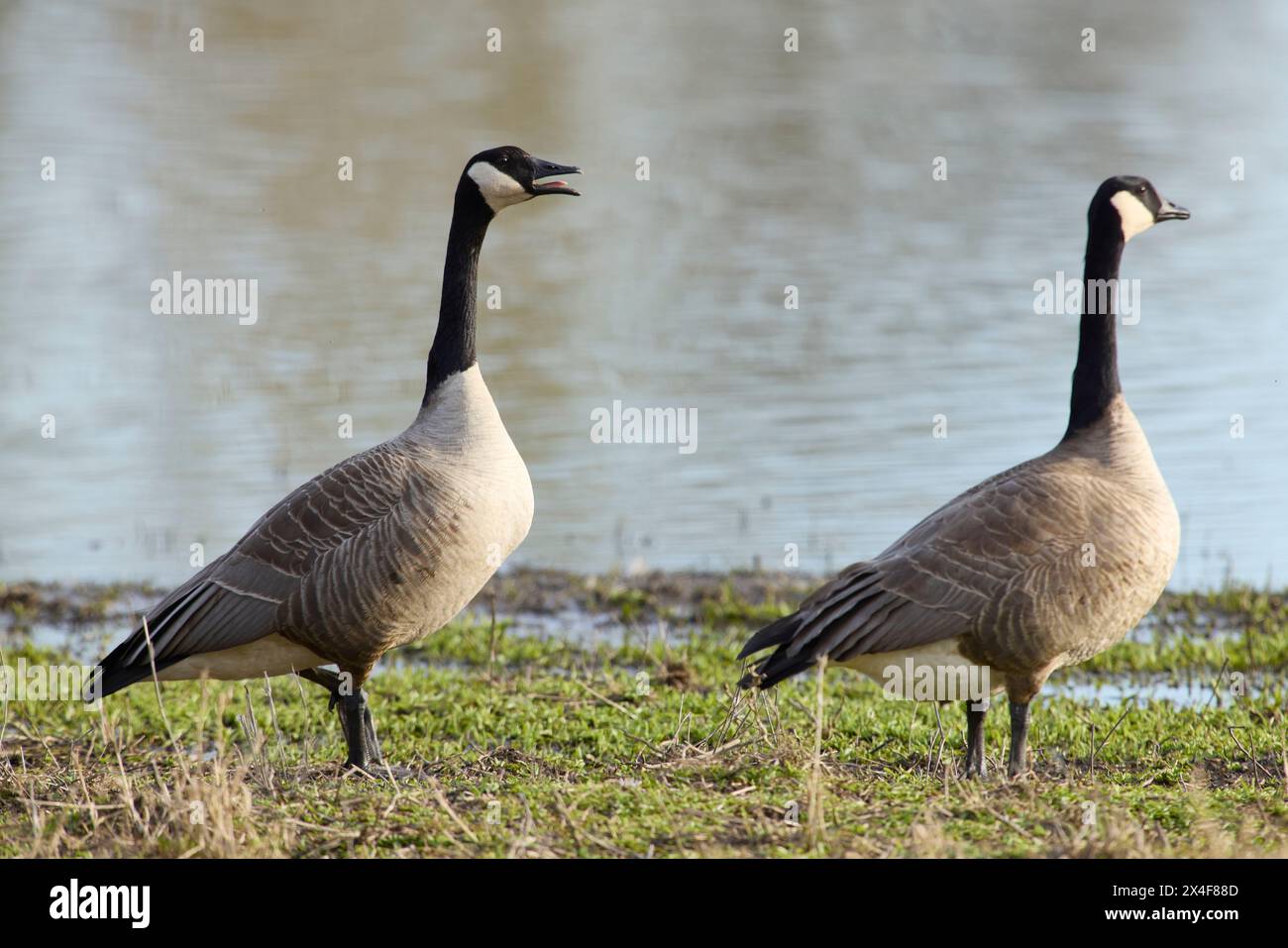 Kanadas Gänsehupen vor dem Flug. Stockfoto