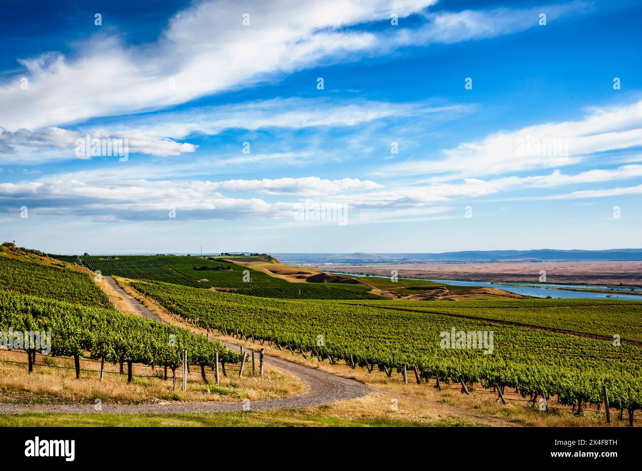 USA, Bundesstaat Washington, Pasco. Reihen in einem Weinberg in Washington blühen im Frühlingslicht. Stockfoto