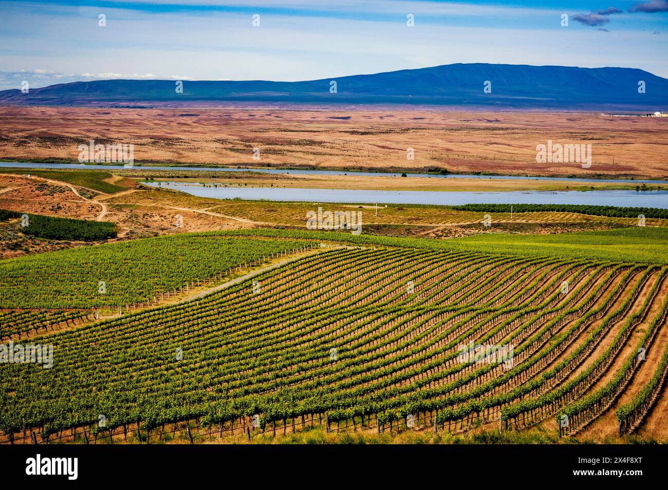 USA, Bundesstaat Washington, Pasco. Frühlingswachstum im Bacchus-Abschnitt des Sagemoor Vineyard, der an den Columbia River grenzt. (Nur Für Redaktionelle Zwecke) Stockfoto