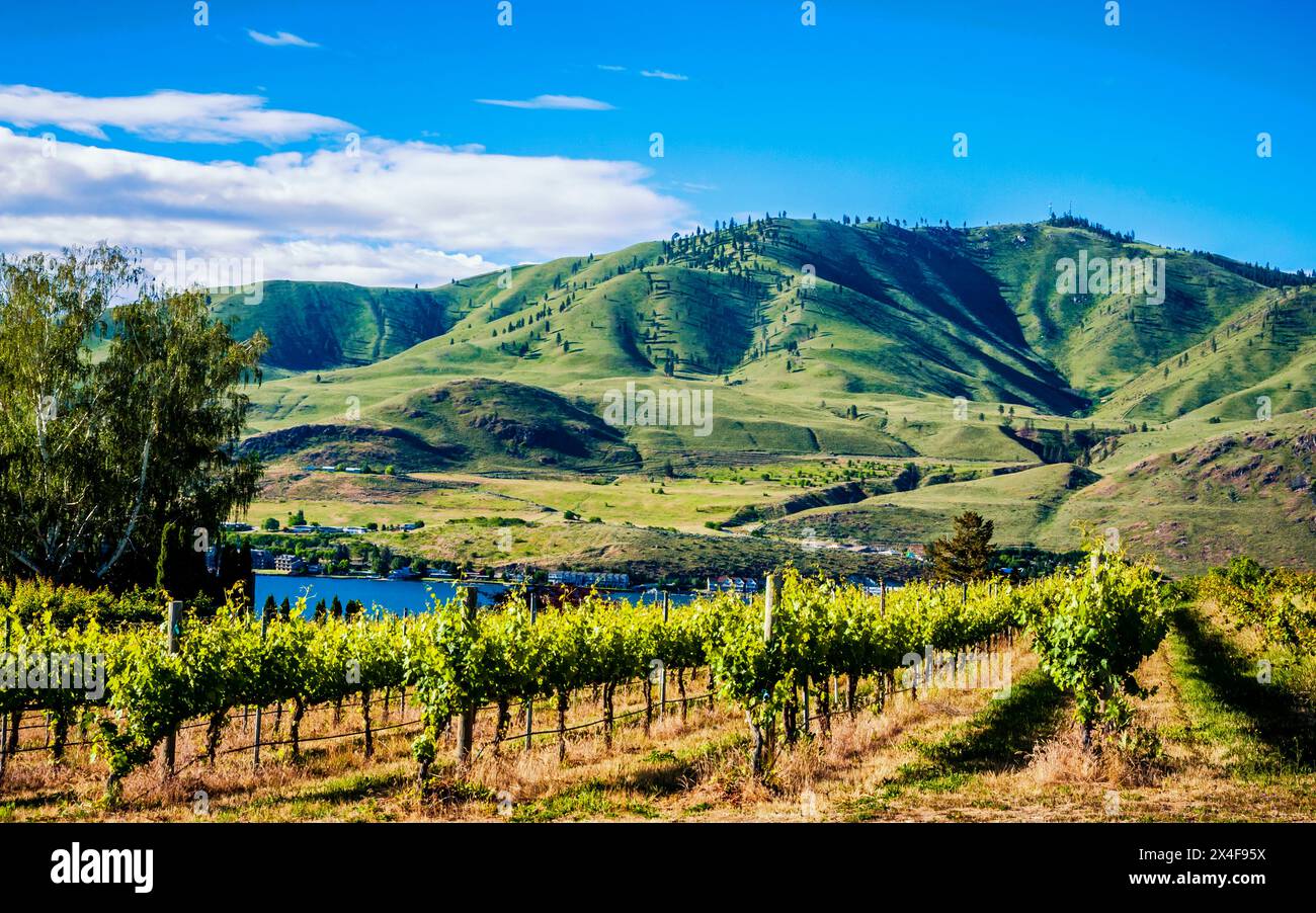 USA, Washington State, Lake Chelan. Ein Weinberg glitzert in der Sommersonne des Lake Chelan. Stockfoto