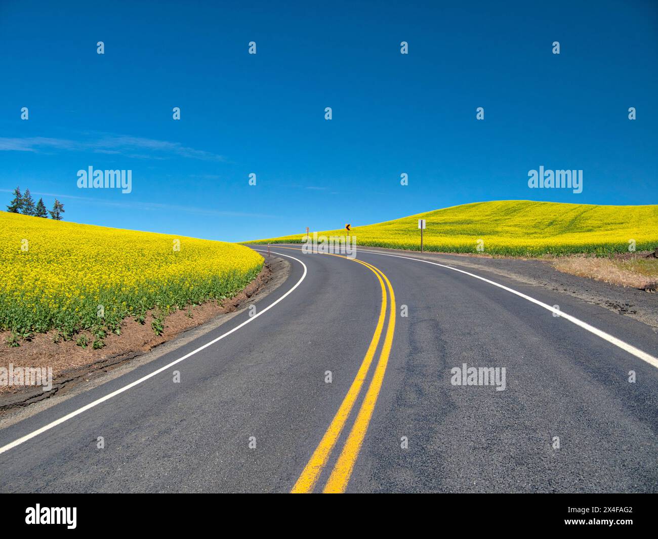USA, Bundesstaat Washington, Region Palouse. Blacktop Road, die durch Rapsfelder führt Stockfoto