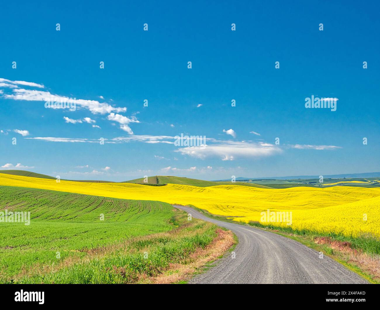 USA, Bundesstaat Washington, Region Palouse. Landweg durch Weizen- und Rapsfelder Stockfoto