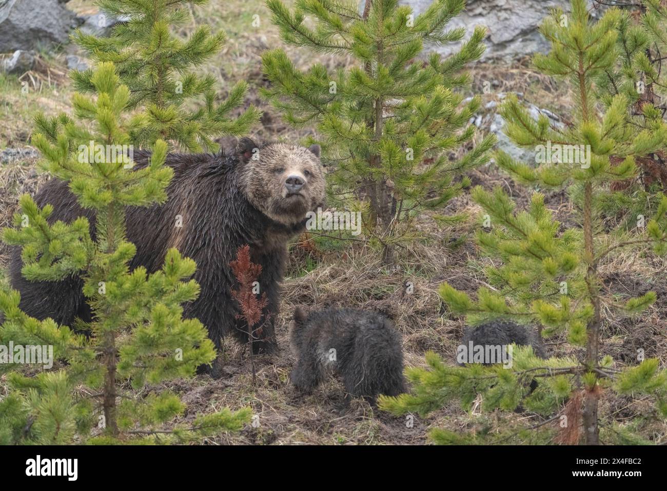 USA, Wyoming, Yellowstone National Park. Grizzlybärensau mit zwei Jungen. Stockfoto