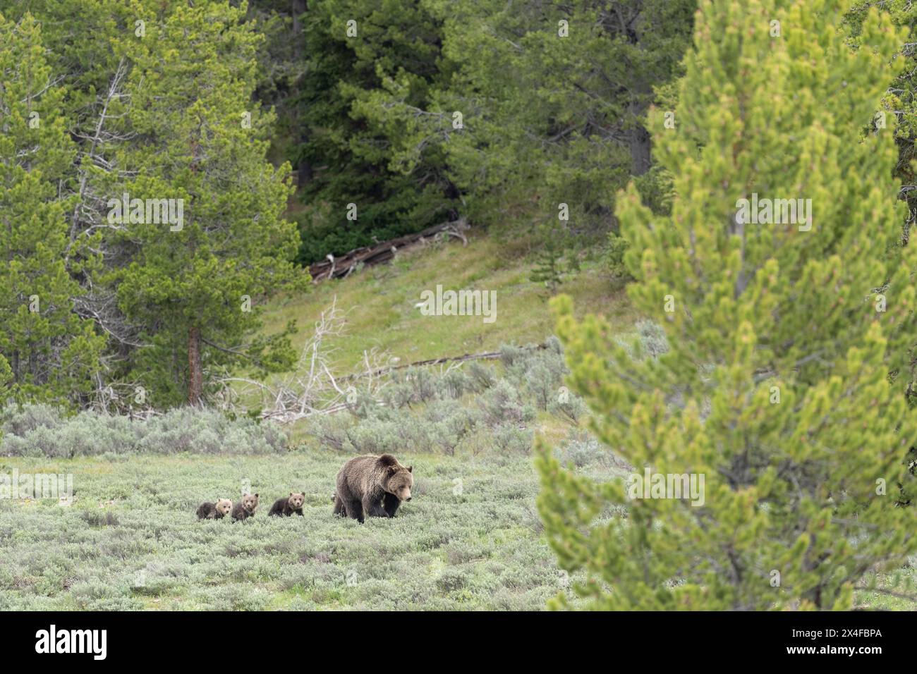 USA, Wyoming, Grand Teton National Park. Grizzlybärensau mit Jungen. Stockfoto