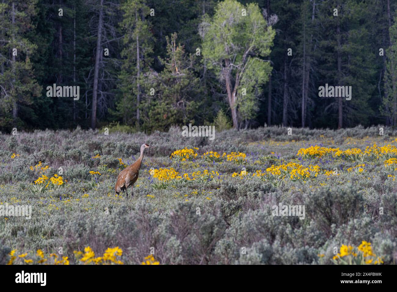 USA, Wyoming. Sandhill Crane in Sagebrush und Arrowleaf Balsamroot, Grand Teton National Park Stockfoto