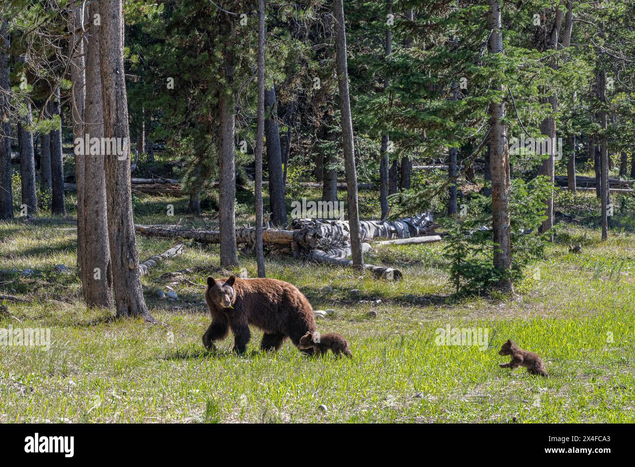 USA, Wyoming. Junge Zimt-Schwarzbärenjungen versuchen, sich mit Mutter, dem Grand Teton National Park, zu treffen Stockfoto