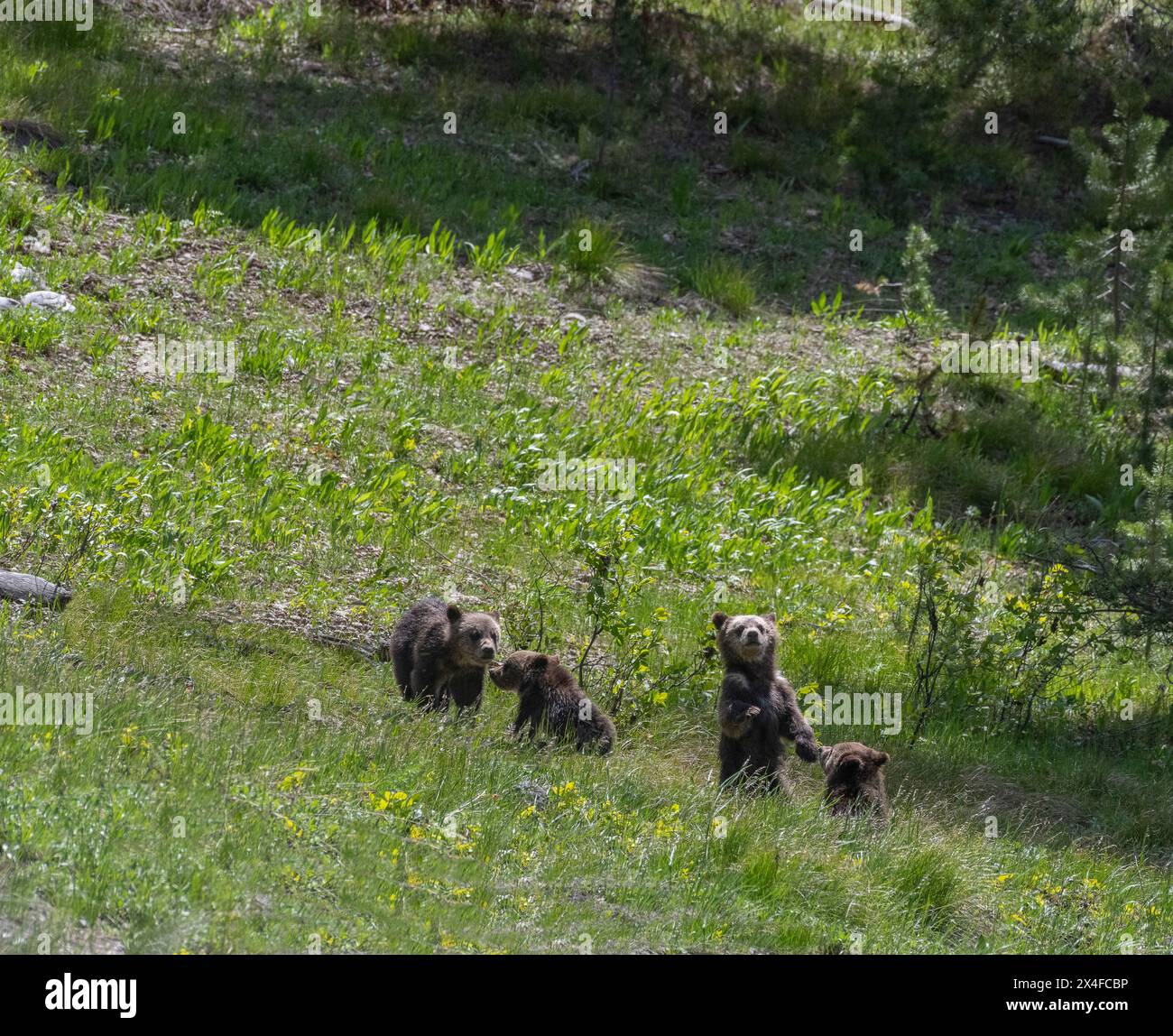 USA, Wyoming. Vier junge Jungen des berühmten Bären 399 spielen auf der Wiese Stockfoto