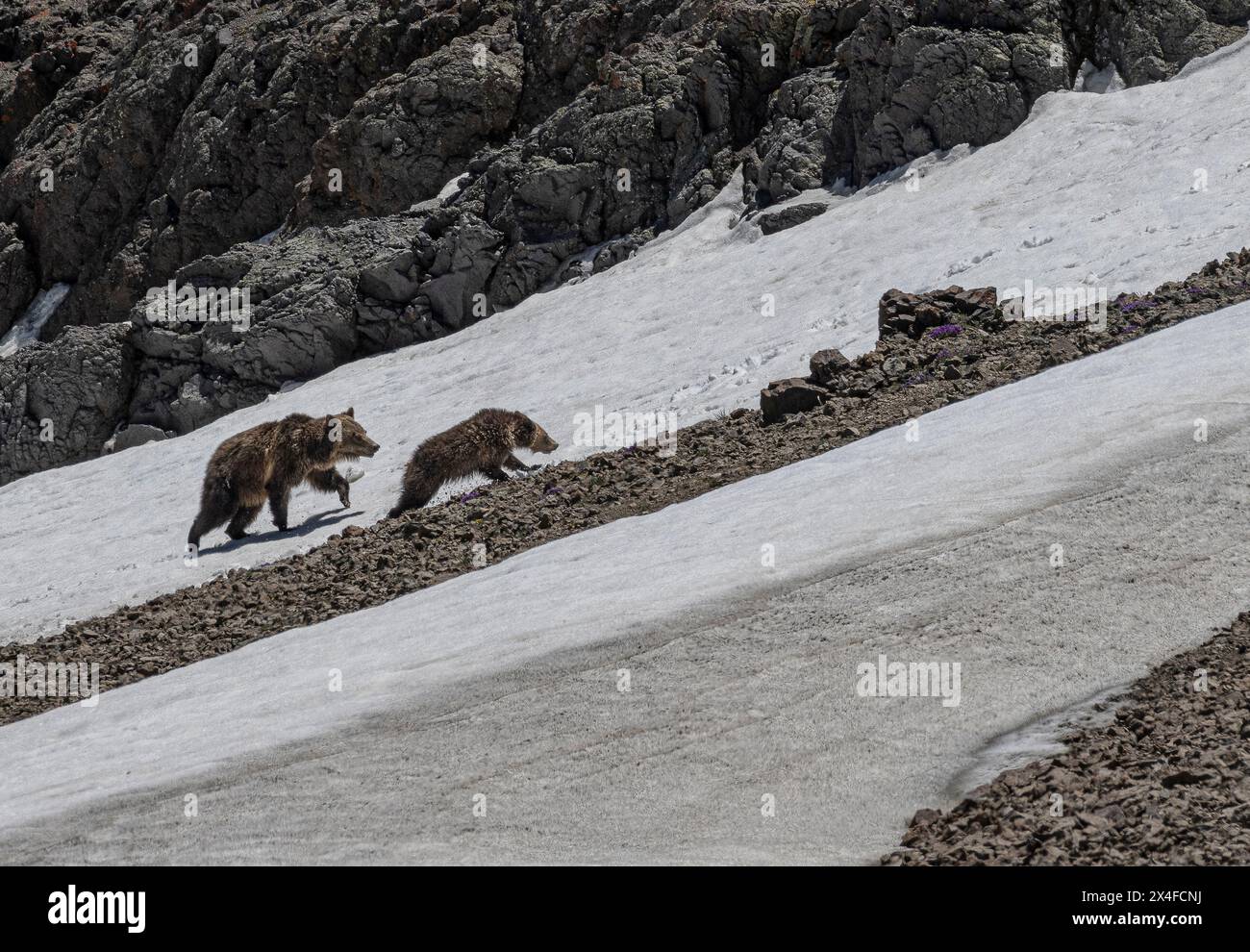 USA, Wyoming. Säen Sie Grizzly Bear and Cub Climb Snowfield, Absaroka Mountains Stockfoto