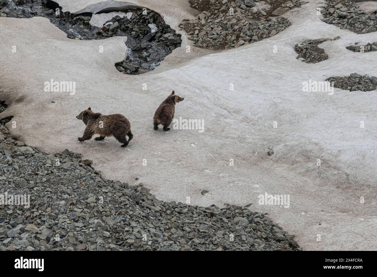 USA, Wyoming. Sau Grizzlybär und Jungtier werden auf Gefahr aufmerksam gemacht, Absaroka Mountains Stockfoto