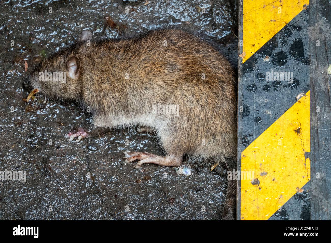 Tote Ratte in New York City Street, New York, USA Stockfoto