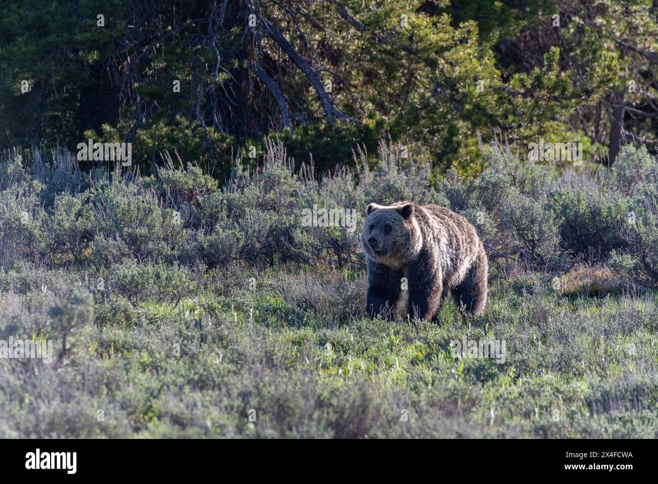 USA, Wyoming. Der ausgewachsene Grizzlybär auf der Salbeiwiese scheint Stachelschweine um das Auge zu haben, im Grand Teton National Park. Stockfoto