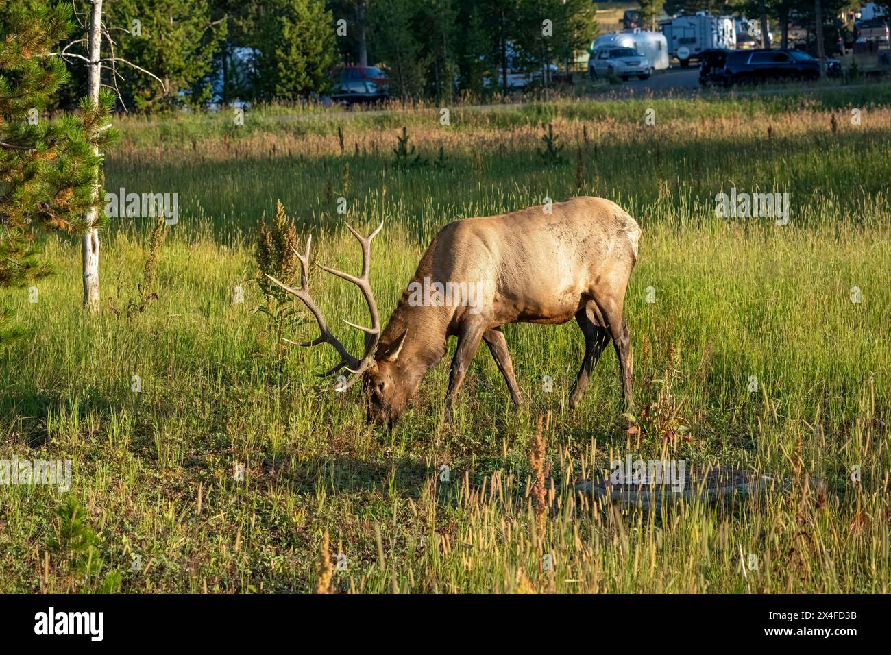 Yellowstone-Nationalpark, Wyoming, USA. Männlicher Elch, der auf Gras weidet Stockfoto