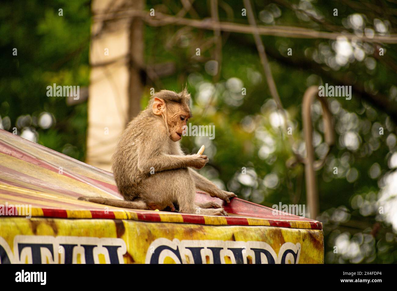 Affe essen Bananen in Courtallam Gegend Tamil Nadu in Indien Stockfoto