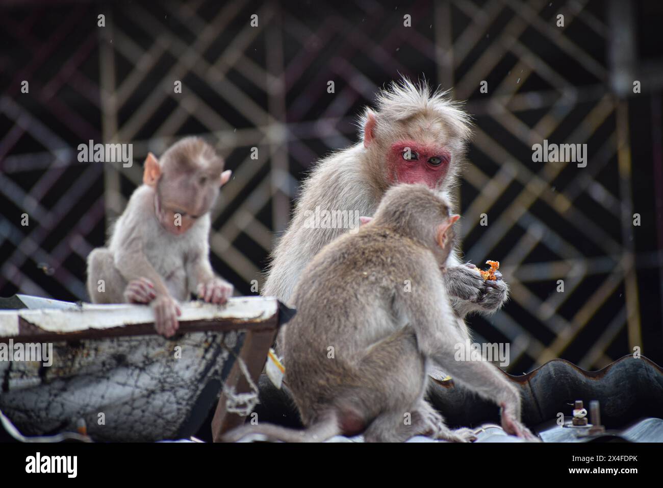 Affen-Mutter mit Affen auf dem Dach in Courtallam, Tamil Nadu in Indien Stockfoto