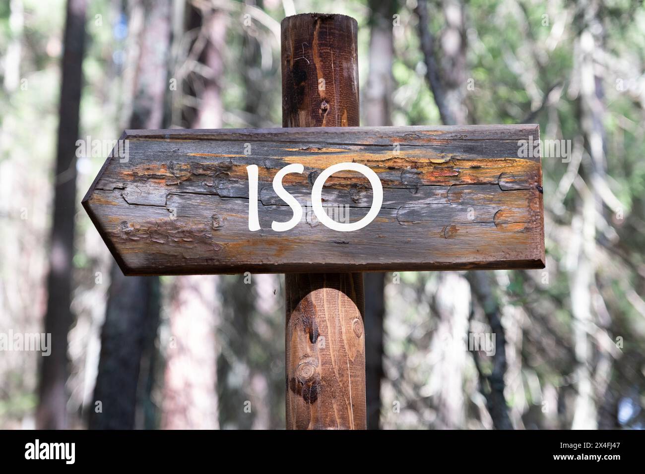 ISO. Internationale Organisation für Normung. Ein Wort ISO, Inschrift auf dem hölzernen Wegweiser vor dem Hintergrund des Waldes Stockfoto