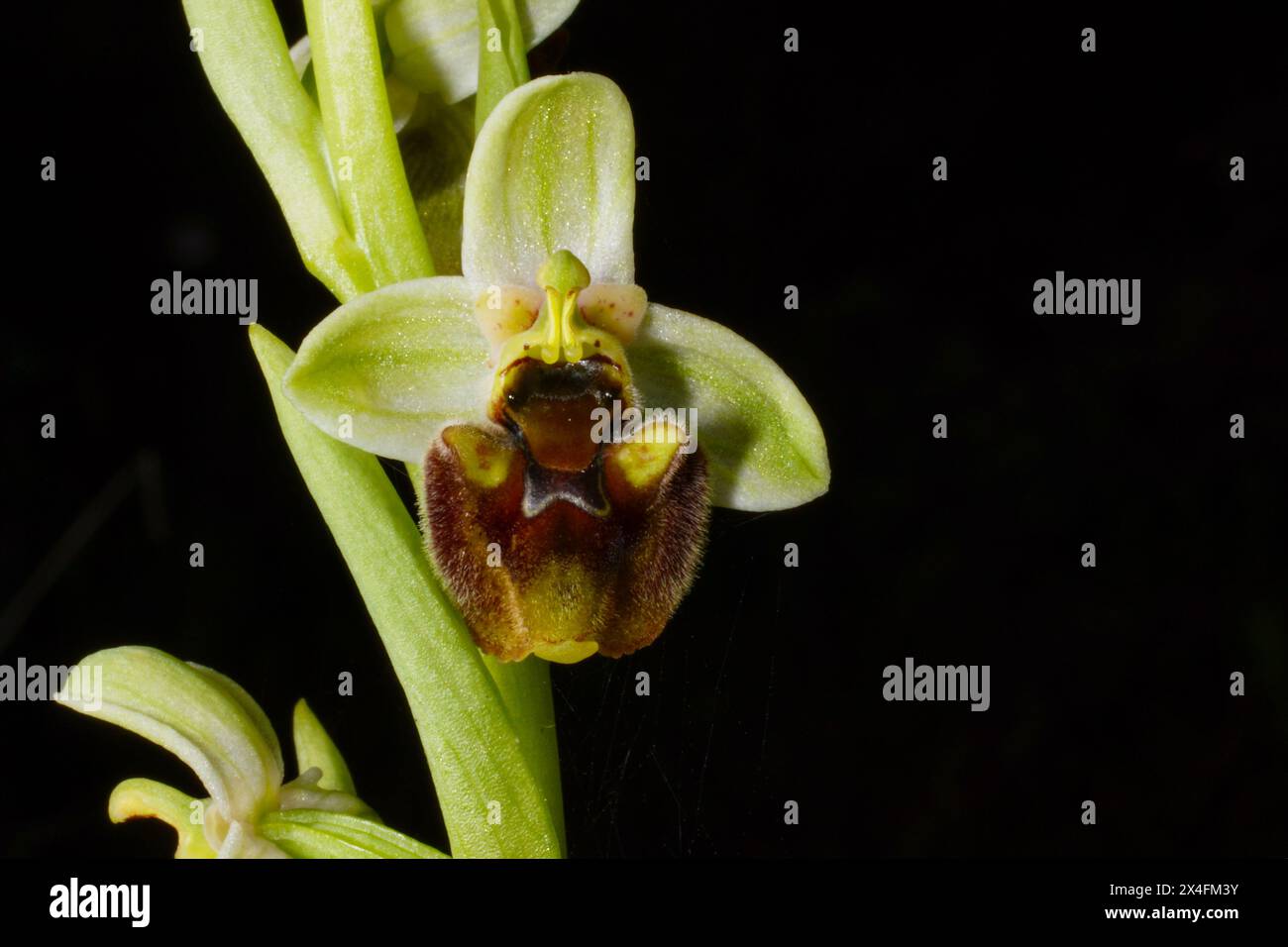 Blume der Levant Orchidee (Ophrys levantina), eine Landbienenorchidee auf Zypern Stockfoto