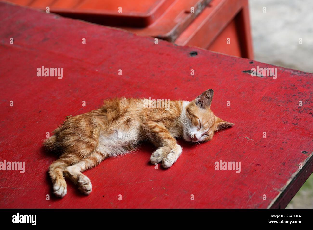 Ein entzückendes Ingwerkätzchen schläft friedlich auf einer leuchtend roten Holzbank. Die rustikale Umgebung und die entspannte Haltung wecken ein Gefühl der Ruhe und des Krieges Stockfoto