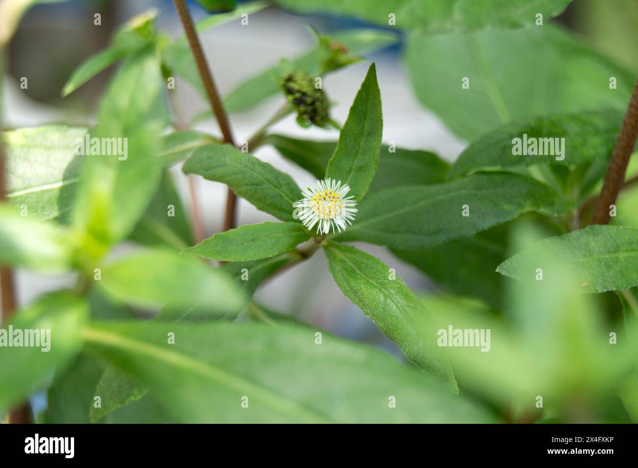 Falsche Daisy. Eclipta alba. Karisalankanni. yerba de tago. Eclipta prostrata. Werk Bhringraj. Weiße Blume der Heilpflanze auf natürlichem Hintergrund. K Stockfoto