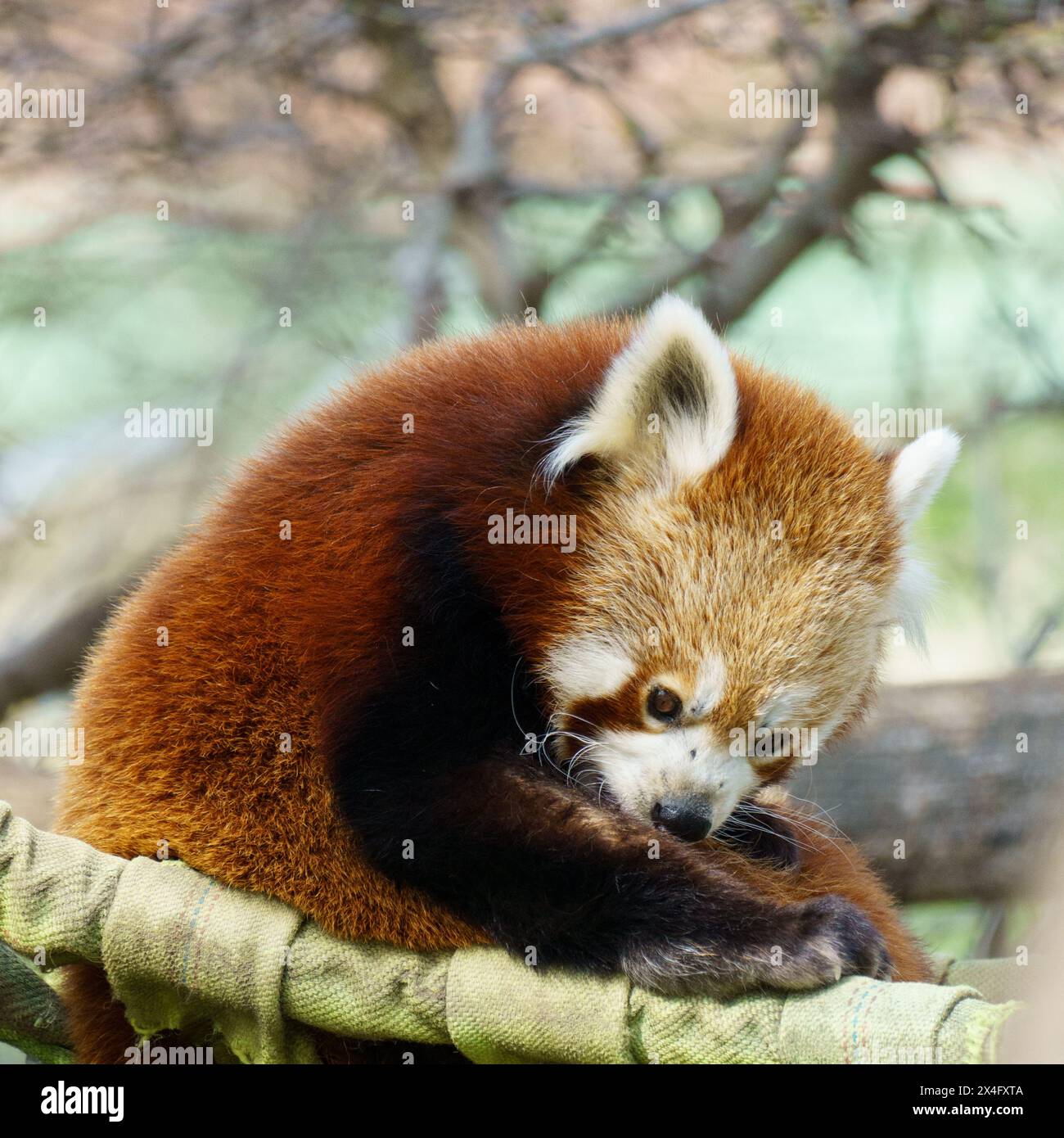 Der rote Panda (Ailurus fulgens), oder kleiner Panda, ist ein kleines Säugetier, das im östlichen Himalaya und im Südwesten Chinas beheimatet ist Stockfoto