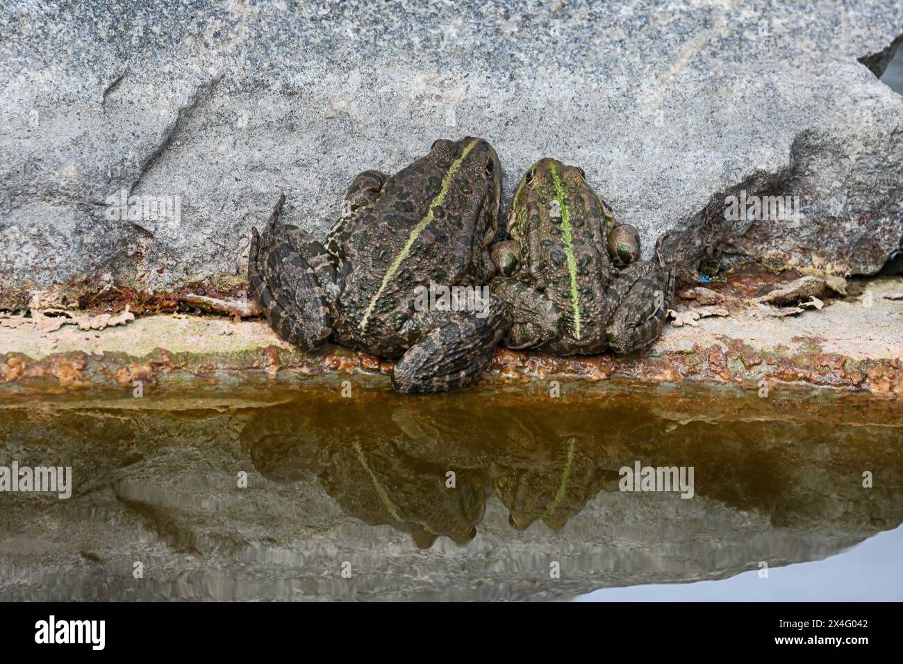 Grünwasserfrosch fast das Wasser. Teich mit Fröschen Stockfoto