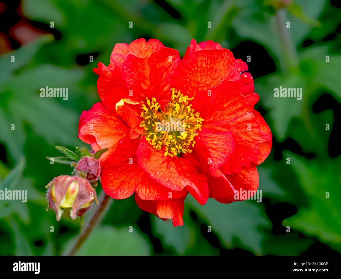 Nahaufnahme einer Geum-Blume, Varieté Scarlet Tempest Stockfoto
