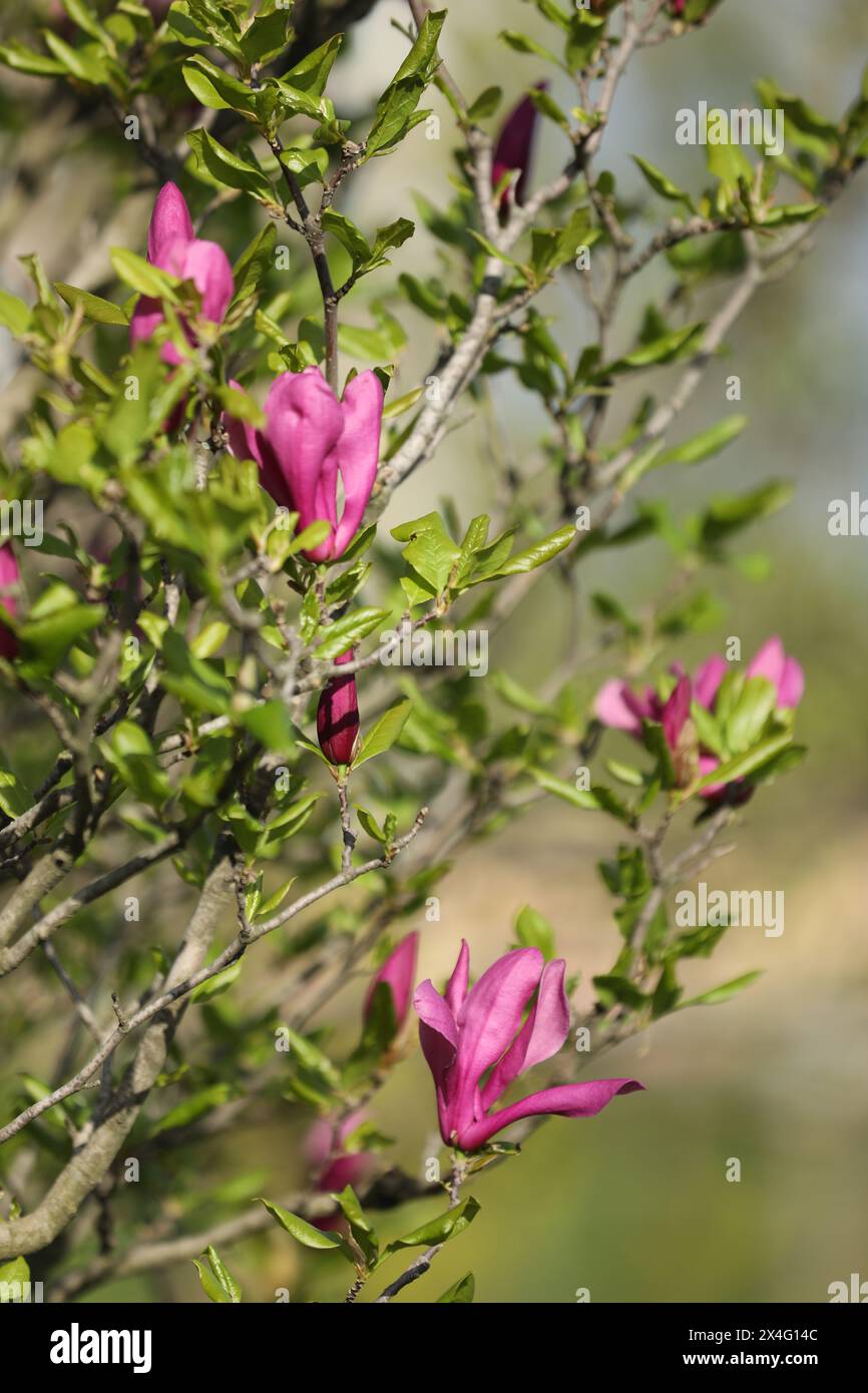 Grüner Hinterkopf mit wunderschönen rosafarbenen Magnolienblüten Stockfoto