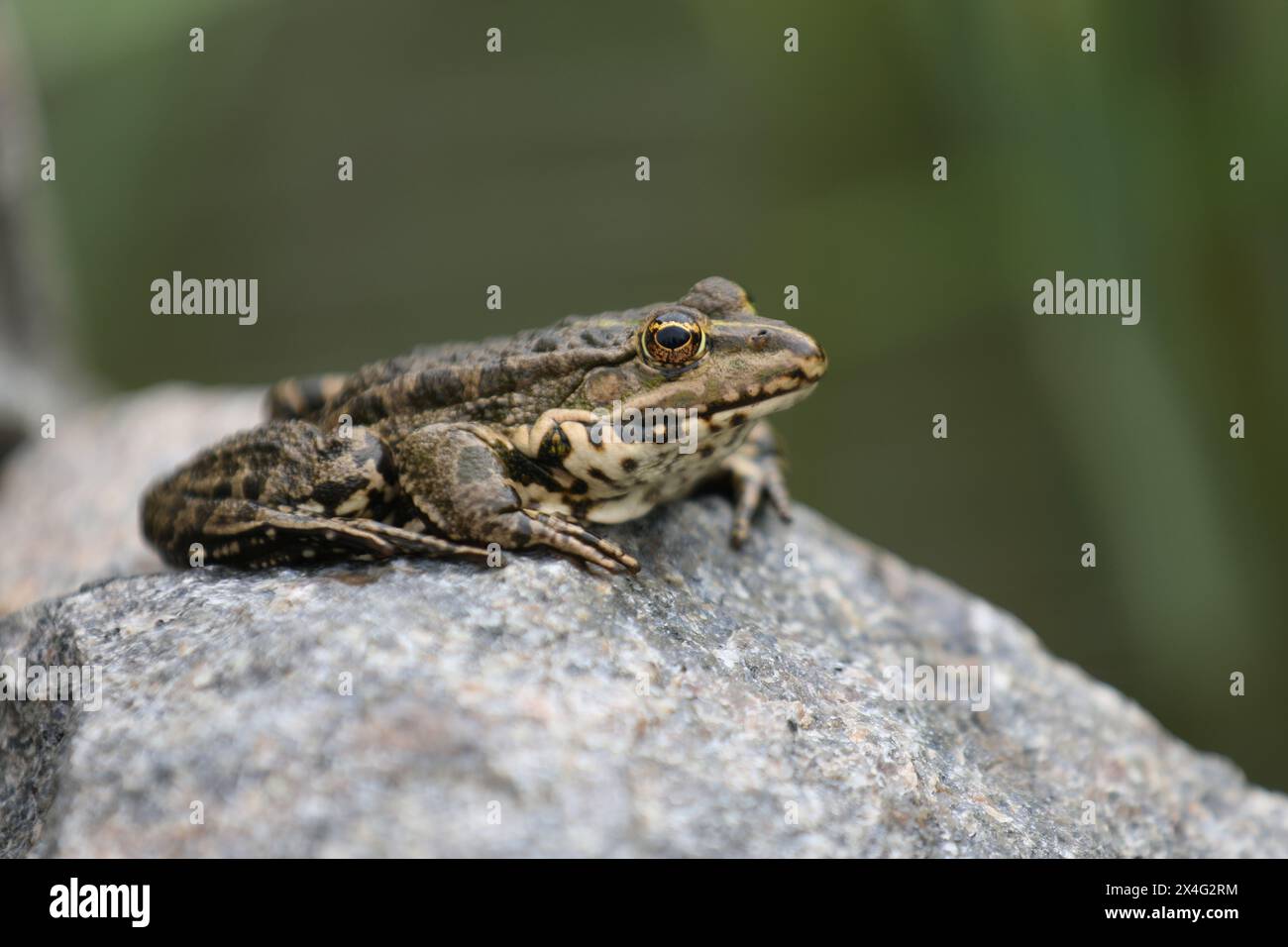 Grünwasserfrosch fast das Wasser. Teich mit Fröschen Stockfoto