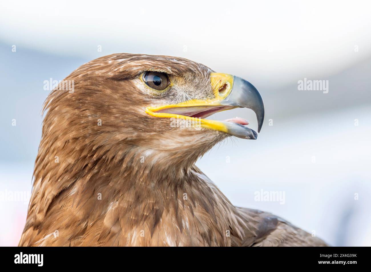 Nahaufnahme eines Waldadlers (Aquila rapax), eines großen Raubvogels Stockfoto