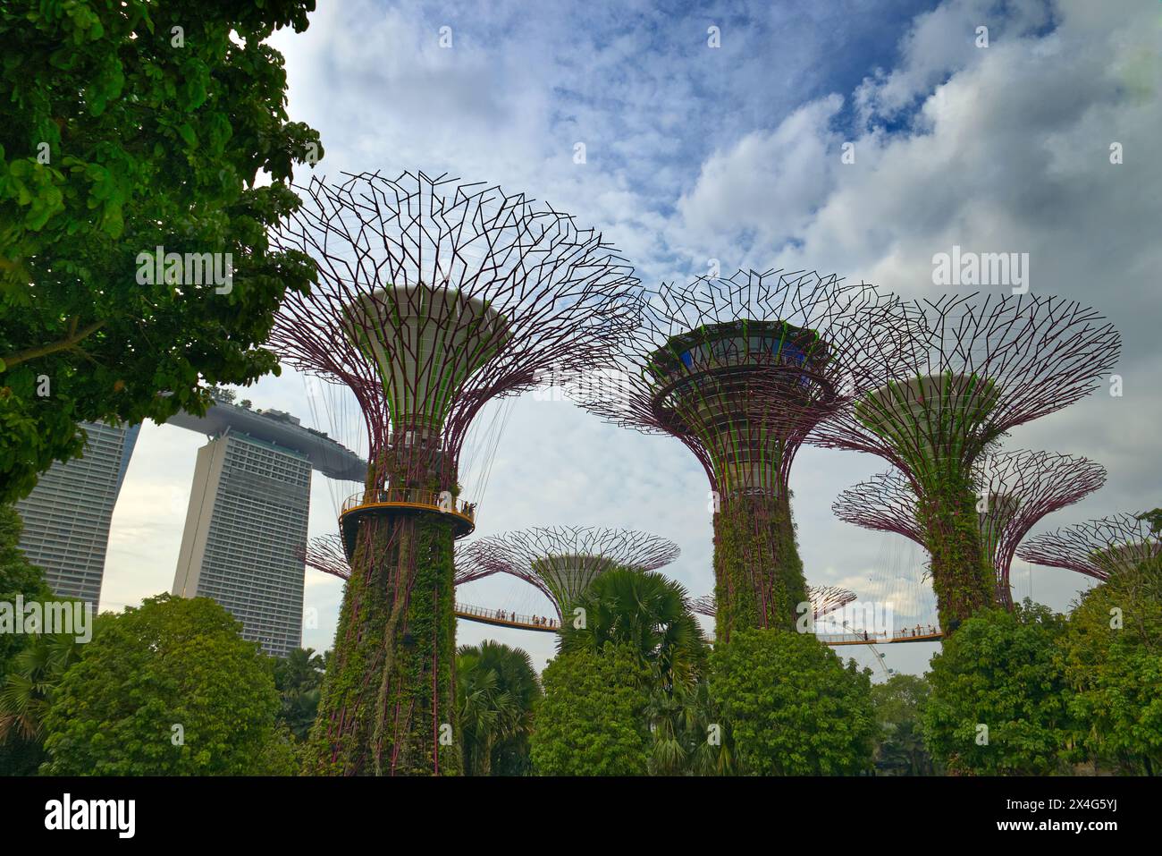 Supertree Grove in Gardens by the Bay in Singapur mit den Türmen des Marina Bay Sands Resort dahinter. Eine Lichtshow beleuchtet die Bäume bei Nacht Stockfoto