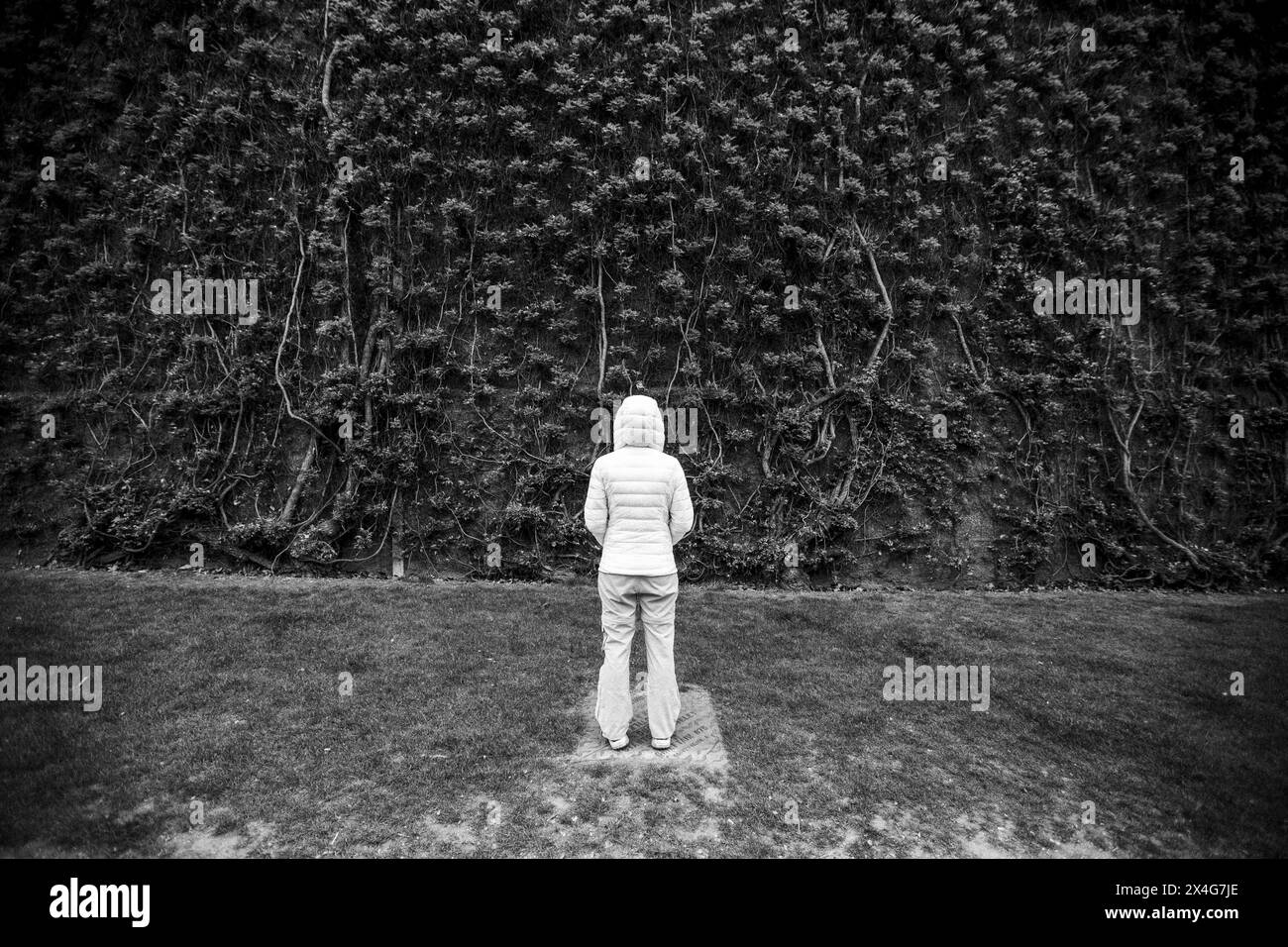 Die Person in weißem Mantel sieht und steht vor einer mit Efeu bedeckten Wand Stockfoto