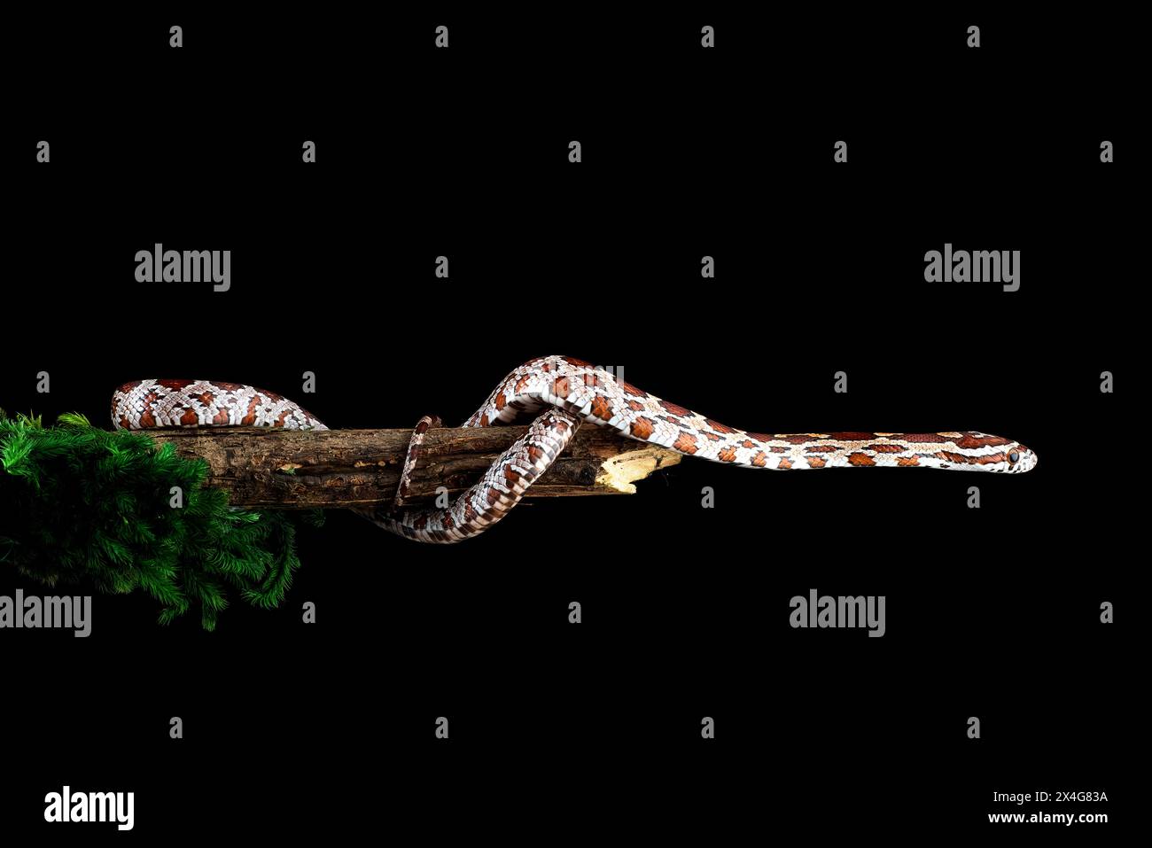 Eine Maisschlange schlüpfte auf einen Baumzweig Stockfoto