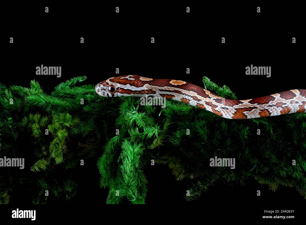 Eine Maisschlange schlüpfte auf einen Baumzweig Stockfoto