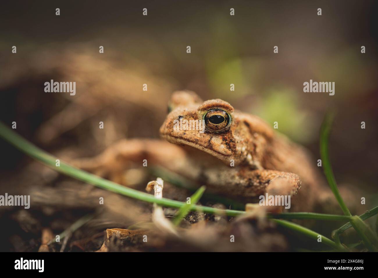 Porträt einer amerikanischen Kröte in einem Garten Stockfoto