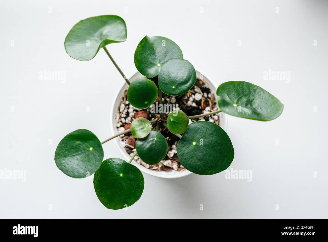 Pilea peperomioides, Blick auf die Jungpflanze Stockfoto