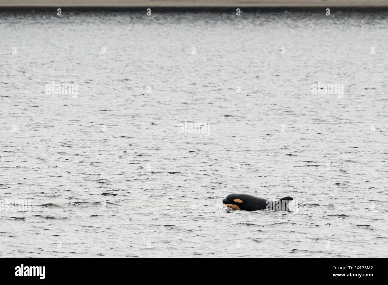 Ein neugeborenes Orca-Kalb, das allein im Puget Sound schwimmt Stockfoto