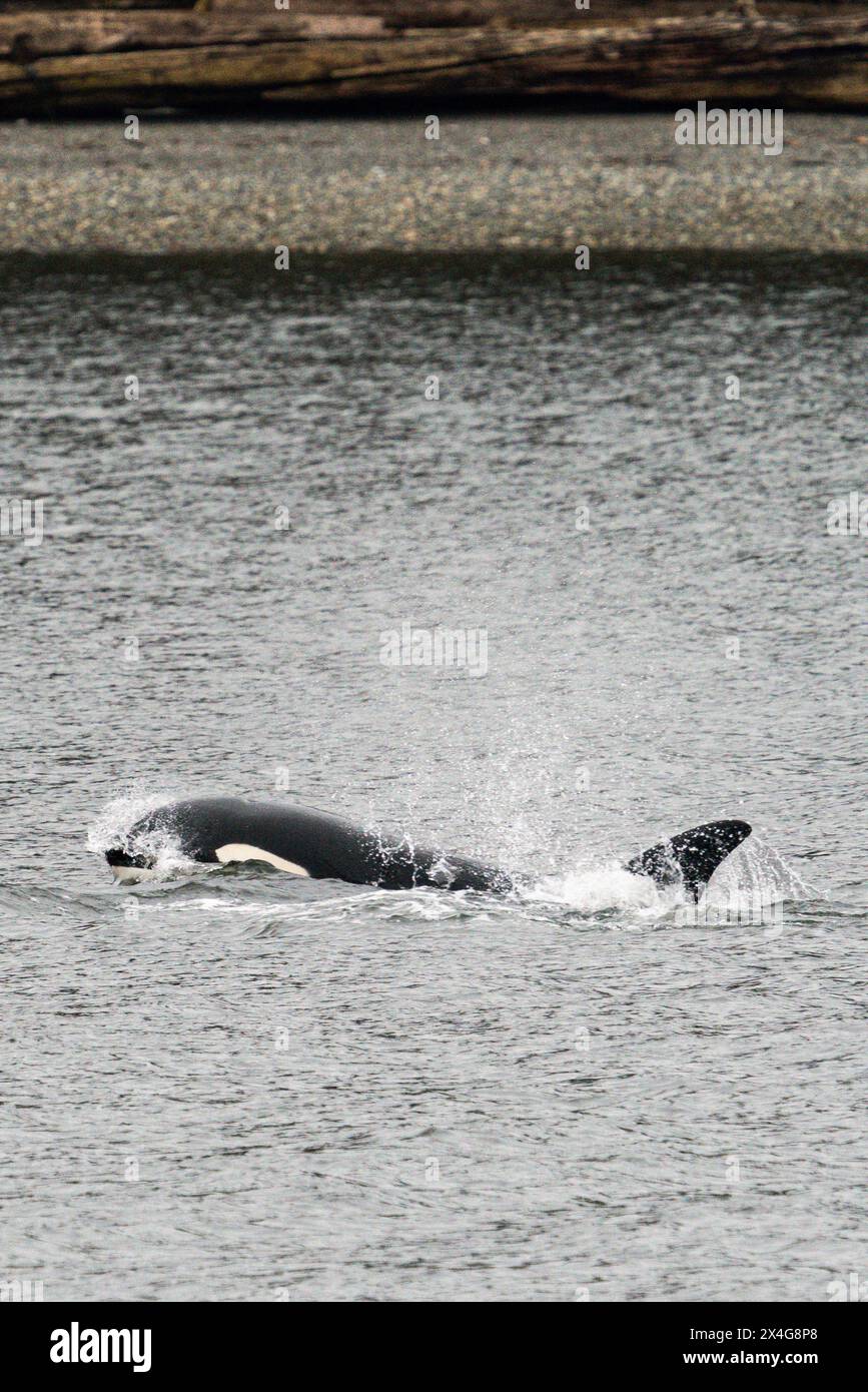 Nahaufnahme eines Bigg's Killer Whale, der im Salish Meer auftaucht Stockfoto