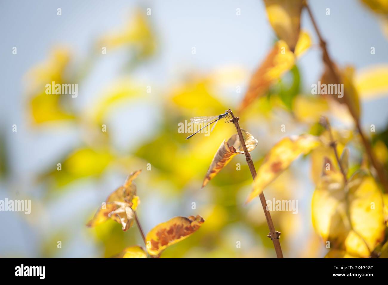 Die Libelle steht auf einem Zweig mit goldenen Herbstblättern Stockfoto
