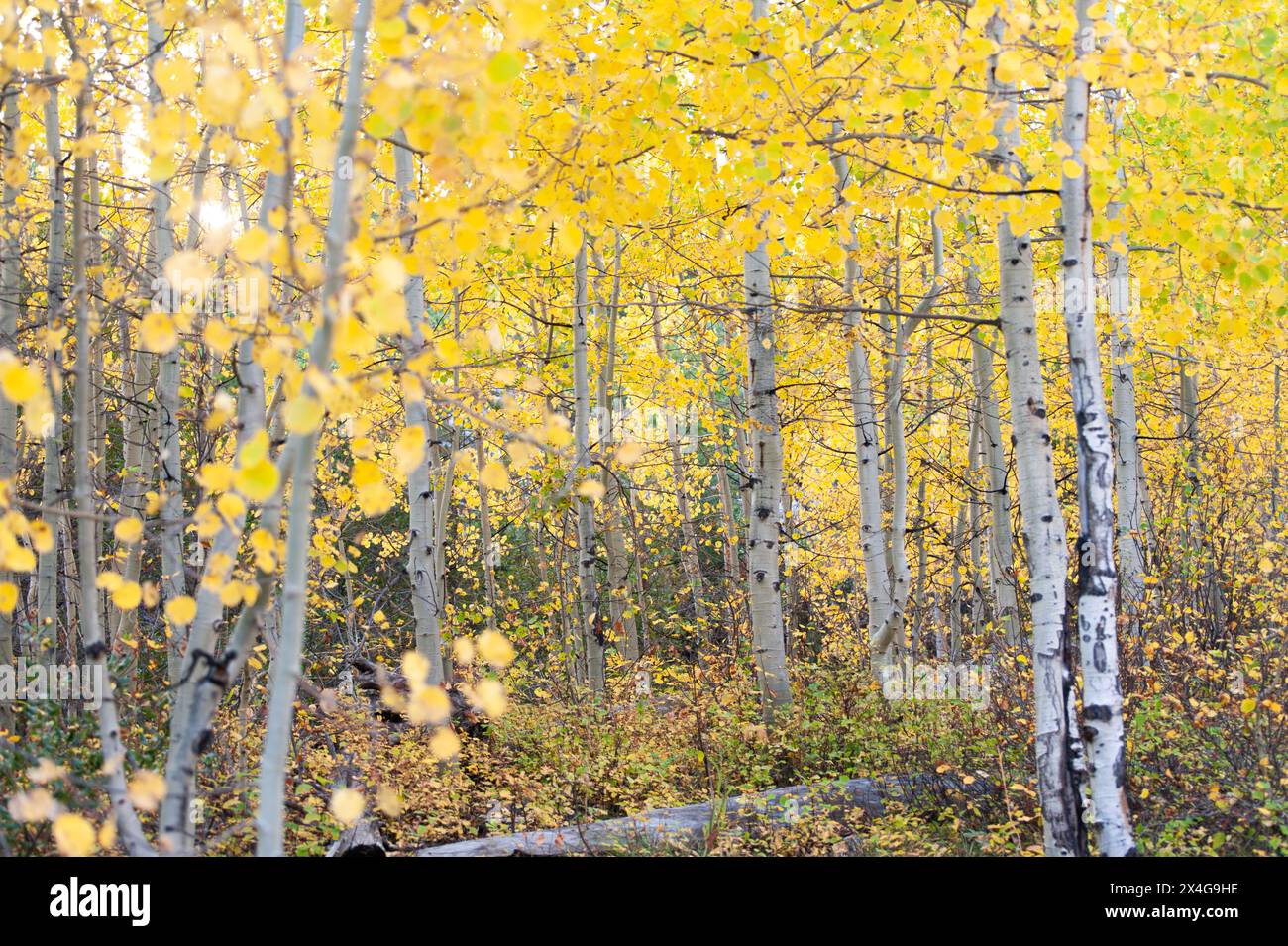Aspenbäume erstrahlen mit leuchtend gelben Herbstblättern Stockfoto