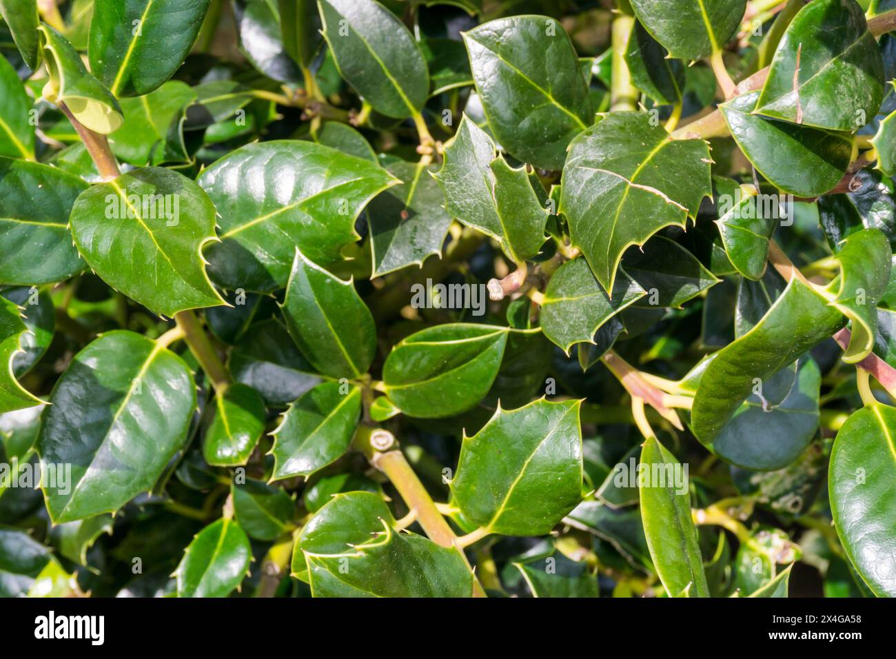 Holly, Ilex aquifolium 'J. C. van Tol'. Stockfoto