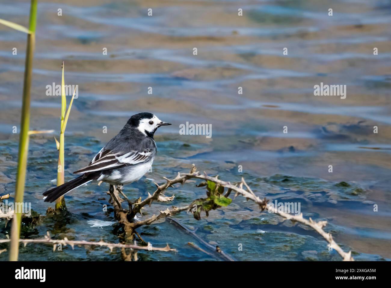 Ein Rattenbachtel, Motacilla alba, am Rande des Süßwassermarsches im RSPB Titchwell Vogelreservat. Stockfoto