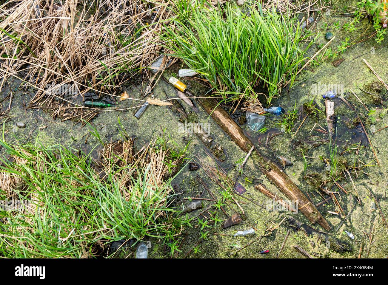 Verschmutztes Teichwasser mit Streustreu zwischen grünem Gras und totem Schilf, einschließlich Flaschen, Plastik und sonstigem Schmutz Stockfoto