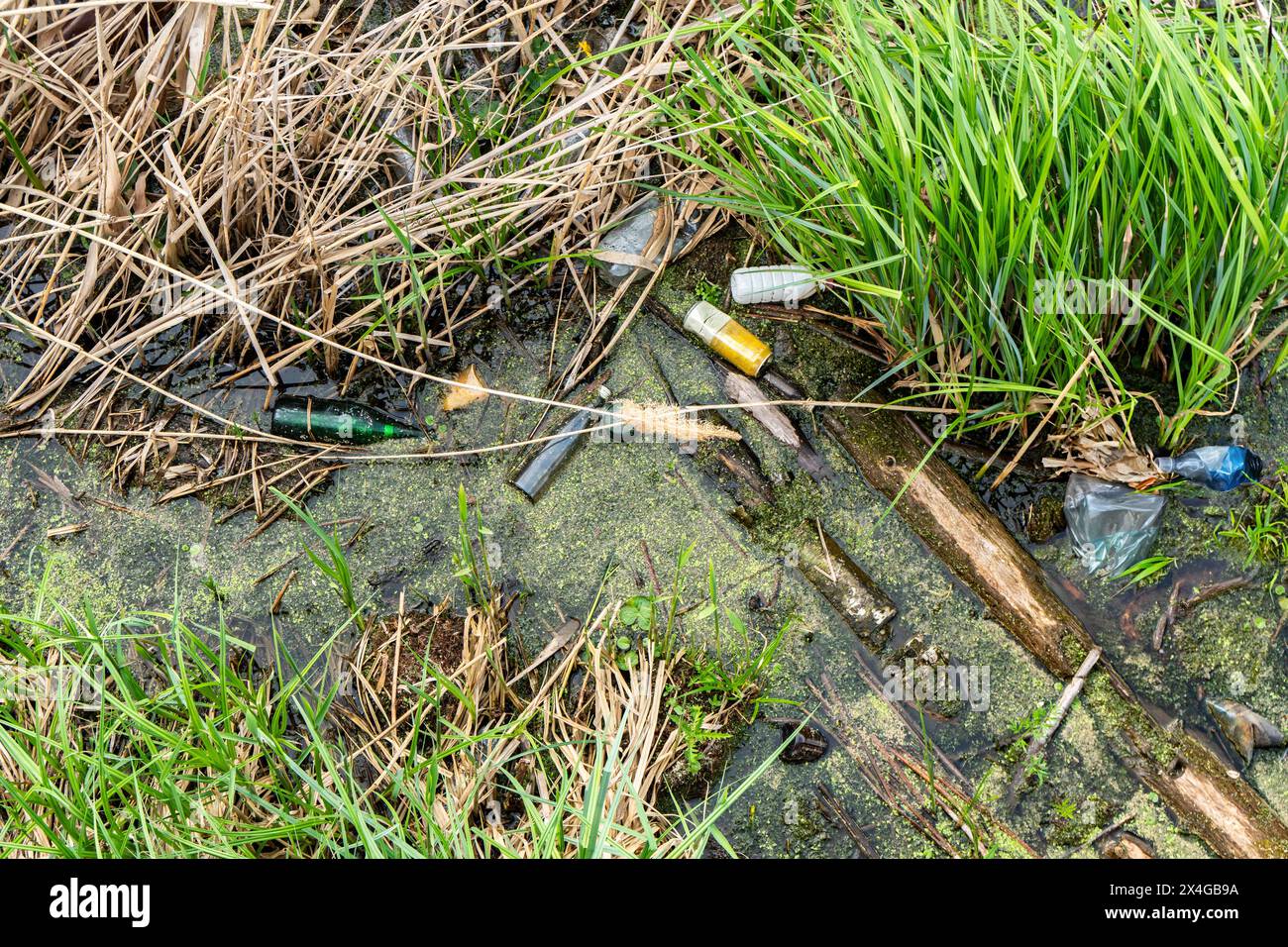 Verschmutztes Teichwasser mit Streustreu zwischen grünem Gras und totem Schilf, einschließlich Flaschen, Plastik und sonstigem Schutt aus der Nähe Stockfoto