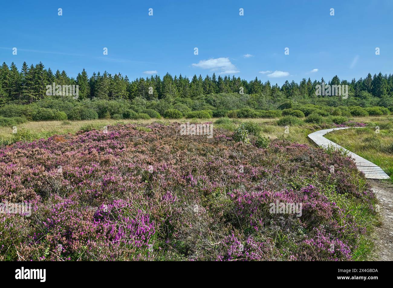 Holzwanderweg im Hohen Venn bzw. Hautes Fagnes Moor, Naturpark in der Eifel, Deutschland und Belgien Stockfoto