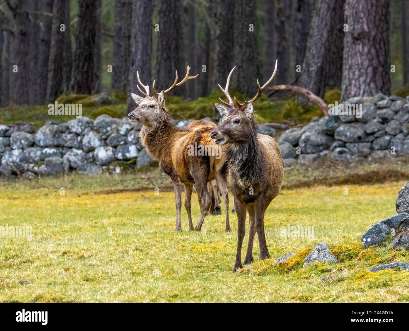 Zwei Rothirsche, die auf einer Wiese grasen Stockfoto