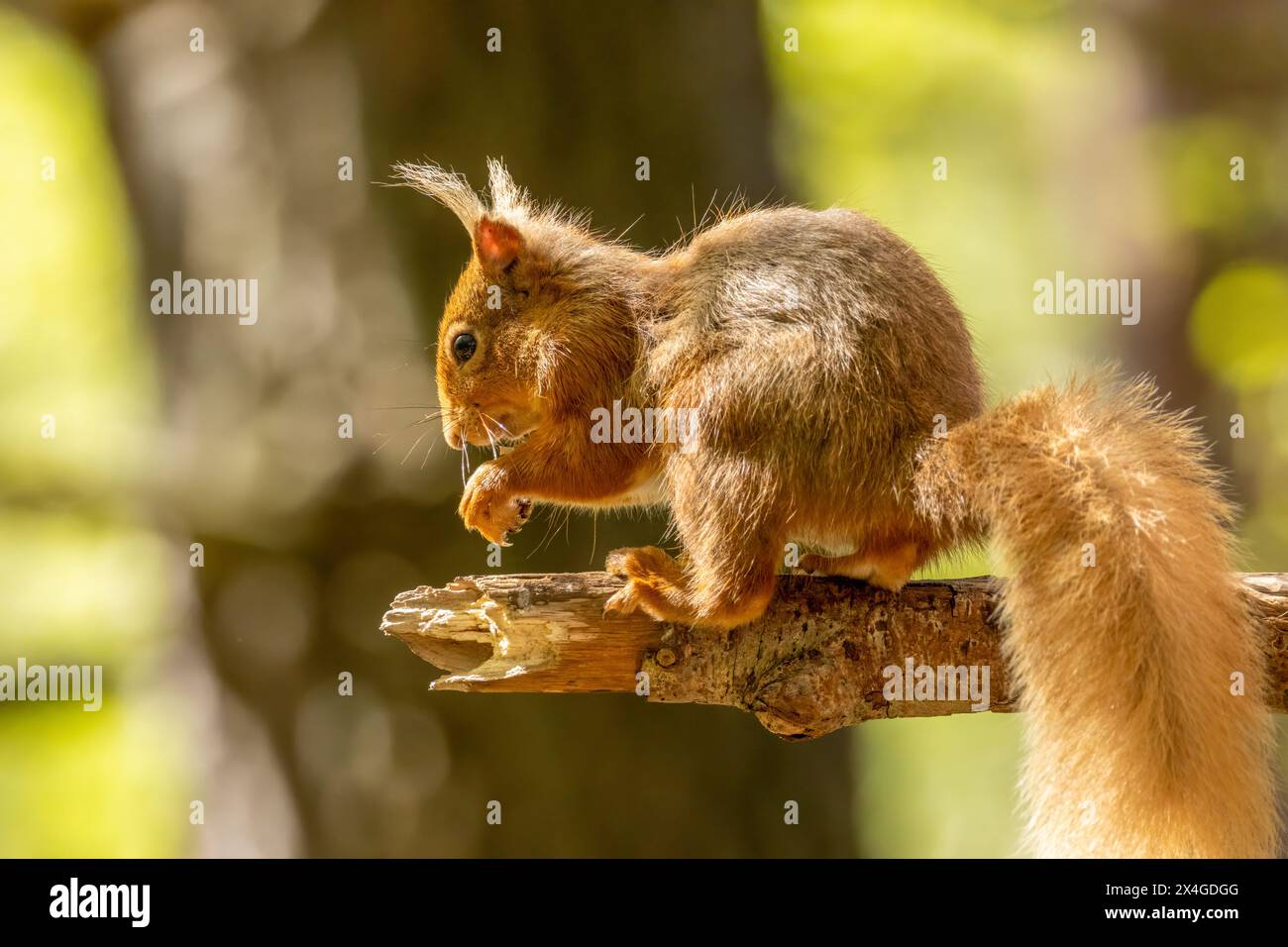 Hungriges, kleines schottisches Eichhörnchen, das im Wald eine Nuss isst Stockfoto