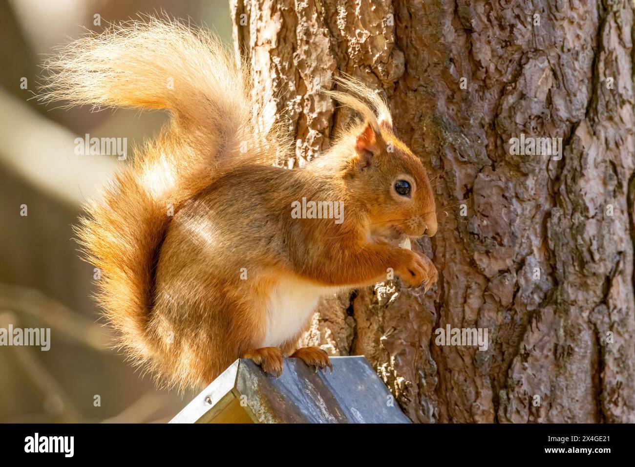 Hungriges, kleines schottisches Eichhörnchen, das im Wald eine Nuss isst Stockfoto
